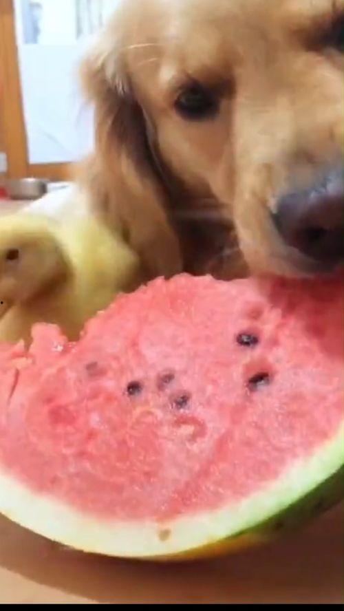 认真吃瓜幽默图片,一张幽默吃瓜图,带你领略生活百态