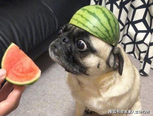 张哈哈吃瓜,揭秘娱乐圈幕后故事