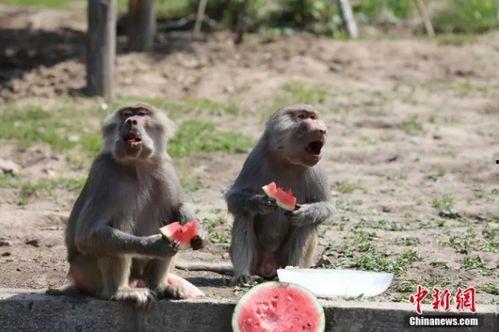 动物吃瓜音乐,瓜果飘香中的音乐盛宴