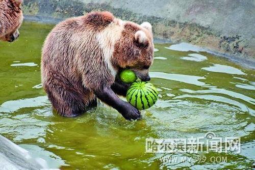 动物吃瓜音乐,瓜果飘香中的音乐盛宴