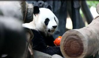 动物吃瓜音乐,瓜果飘香中的音乐盛宴