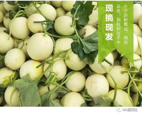 甜瓜节吃瓜视频