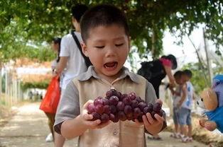 吃瓜看戏玩西瓜,吃瓜看戏，西瓜陪你度炎炎夏日