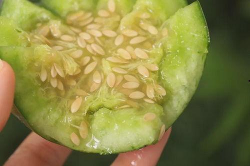 瓜香甜瓜咋吃管理,美味食用的管理之道