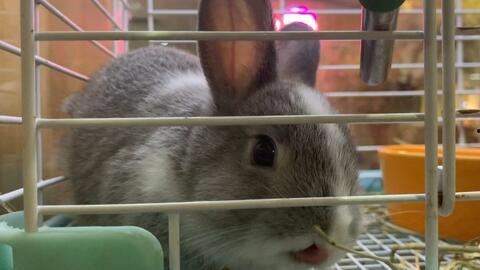 兔宝吃瓜,揭秘娱乐圈那些不为人知的幕后故事