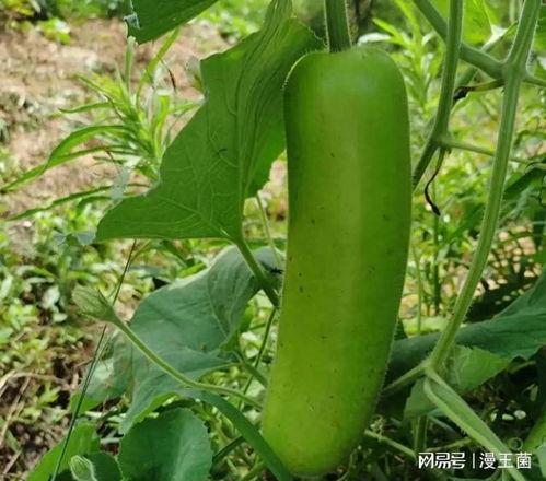 瓠子瓜可以吃,美味与健康的绿色佳肴