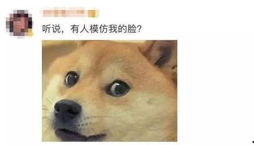 道具猫咪狗头吃瓜,趣味横生宠物日常