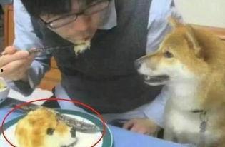 道具猫咪狗头吃瓜,趣味横生宠物日常