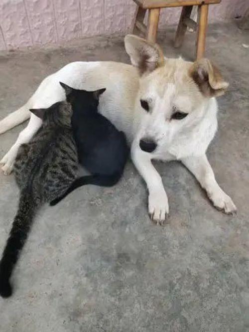 道具猫咪狗头吃瓜,趣味横生宠物日常