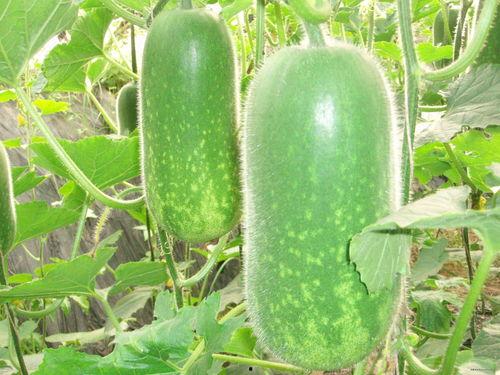 冬瓜吃瓜,夏日消暑新时尚