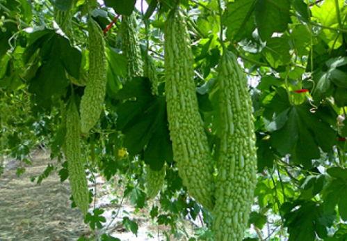 消炎可以吃瓜吗,西瓜的食用指南