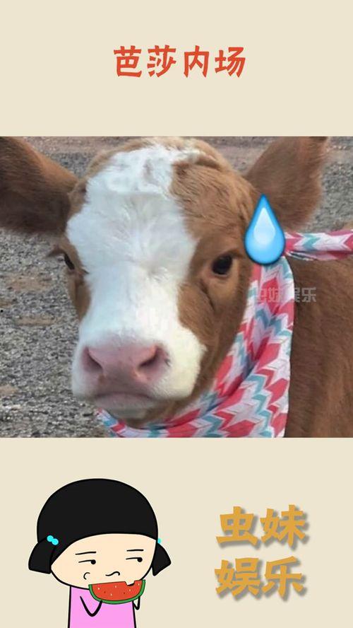 抖音短剧吃瓜,娱乐圈背后的秘密大曝光