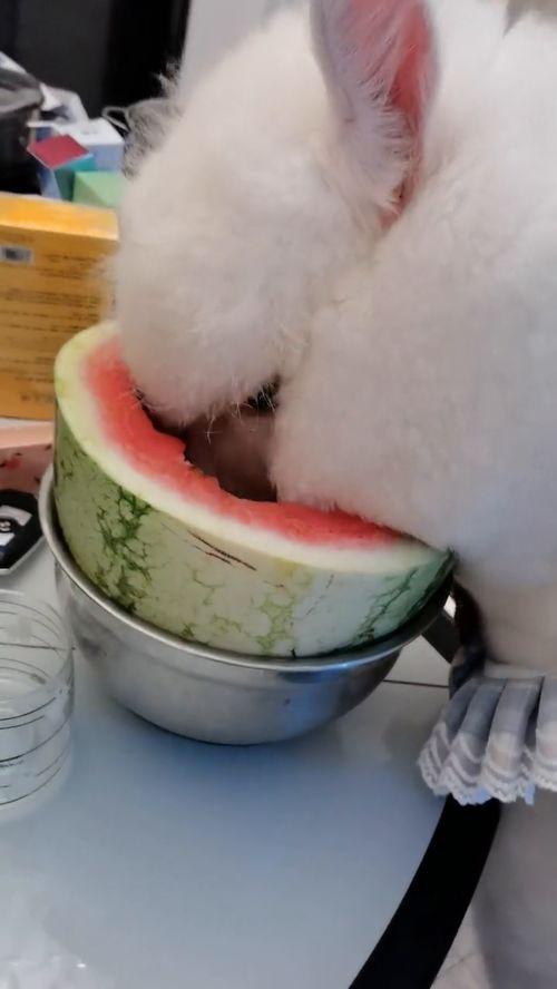 宠物吃瓜声音,萌宠美食时光的温馨旋律