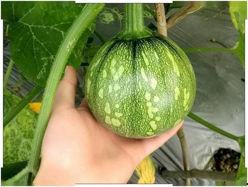 小薛吃瓜,揭秘娱乐圈那些不为人知的幕后故事