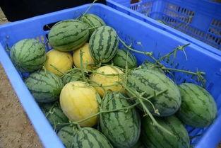 郑州吃瓜群qq,QQ上的美食盛宴与社交狂欢