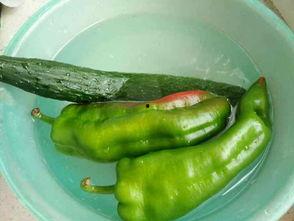 吃鸡小田瓜,一场别开生面的生存挑战之旅