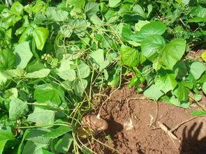 土瓜可以怎样吃,创意烹饪法探索