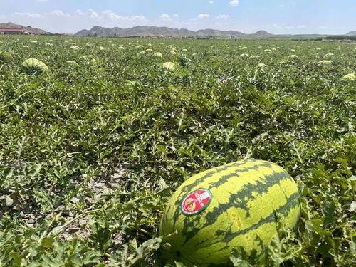 火山电梯带你吃瓜,带你穿越火山,品尝地心美味瓜果