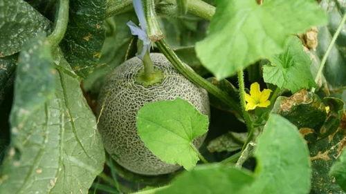 火山电梯带你吃瓜,带你穿越火山,品尝地心美味瓜果