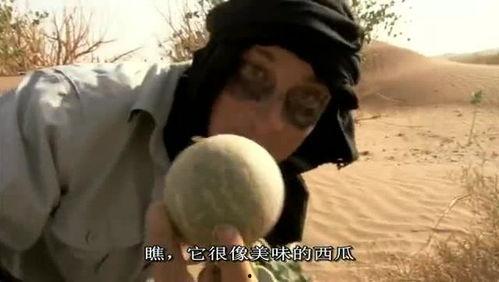 贝尔吃沙漠瓜,沙漠瓜果的奇妙之旅