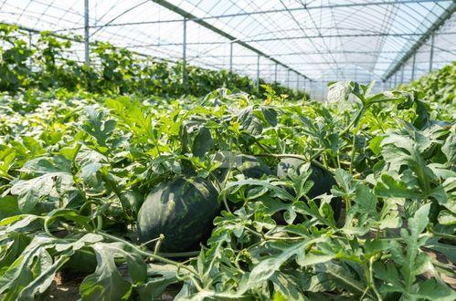 实现吃瓜自由方法,揭秘轻松享受美食的秘诀