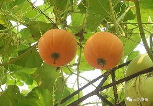 佛山斗殴 吃瓜,吃瓜群众围观现场,真相究竟如何?