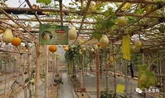 佛山斗殴 吃瓜,吃瓜群众围观现场,真相究竟如何?